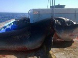 Les photos d’un requin-tigre de 6 mètres capturé en Australie