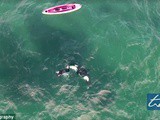 Nouvelle-Zélande : il sort de son kayak pour nager avec une orque