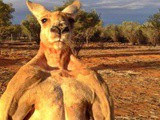 Roger, le kangourou australien bodybuildé qui fait le buzz