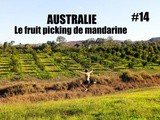 S3/Ep14 : Travailler dans le fruit picking de mandarine à Gayndah