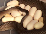 Une Australienne découvre un serpent mortel couvant sous son frigo