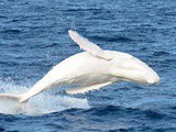 Une baleine blanche en Australie rarissime repérée