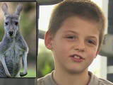 Video. Australie : un kangourou sauve un petit garçon perdu