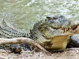 Video. Australie : une femme dévorée par un crocodile