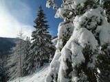 En France aussi #22 : ma très chère forêt du Boréon
