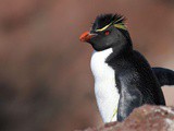 Fantastique expédition à « Isla Pingüino » depuis Puerto Deseado en Patagonie