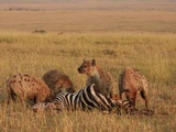 Rien ne me manque comme un safari au Kenya