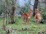 Un safari en Afrique du Sud peut en cacher un autre