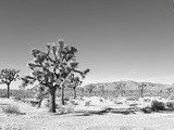 Joshua park & le desert