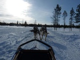 J’ai testé : Le safari de Huskies en Laponie