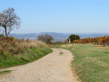 Oenotourisme dans l'Hérault : Randonnées dans les vignobles de Montagnac