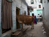 Sacrées Vaches en Inde