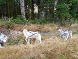 Le kart à chiens : le Sport Canin vers de nouvelles aventures