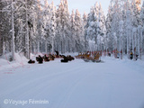 Découvrir la Laponie en chiens de traîneau