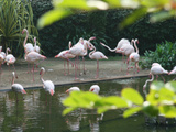 Flamingos & Hugo Boss