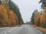 Dans les forêts suédoises