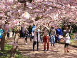 Parcs et jardins pour apprécier le printemps à Copenhague