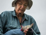 Rosalie, au chevet du manchot le plus rare au monde