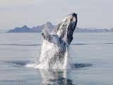 Une fois libérée, la baleine sait remercier