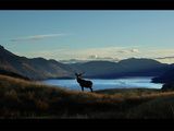 Vidéos : Nouvelle-Zélande, grandeur nature