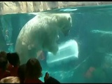 Au zoo de Chicago, l’ours polaire a une astuce contre la canicule