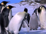 Connaissez-vous l’expression « glisser comme un pingouin »