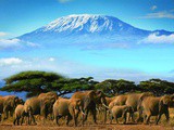 L’aventure ultime : un safari au Kenya