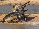 Le Buzz du jour. Un jaguar attaque un crocodile : plus de 23 millions d’internautes l’ont vue