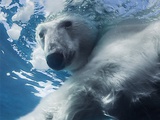 Le Piège Blanc, une expédition polaire de plongée sous-marine en kayak au Groenland, disponible en Livre et dvd