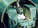 Le voyage dans l’espace d’une chienne et d’un chimpanzé