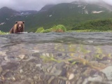On refait le match : Grizzly vs. GoPro