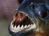Paris: un cousin du piranha a été pêché dans la Seine
