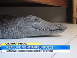 Vidéo : Un homme se réveille avec un crocodile sous son lit