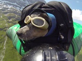 Wingsuit avec un chien