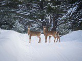 Laurentides, roadtrip au Québec et pause nature entre amis