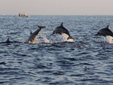 Nager avec des dauphins à Bali