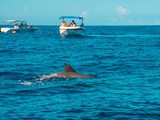 Nager avec les dauphins à Maurice