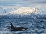 Observation des baleines à Tromsø