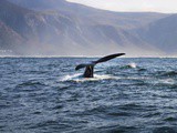 Observation des baleines en Afrique du Sud
