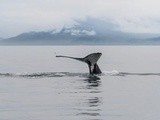 Observation des baleines en Islande