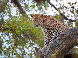 Safari au Sri Lanka
