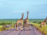 Safari en Namibie