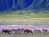Safari en Tanzanie