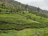 Sri Lanka : randonnées dans les plantations de thé