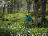 Voyager au Sri Lanka en tant que femme : mes impressions