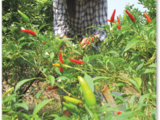 Green Vietnam pour Un Voyage Vietnam Responsable