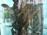 Aquarium Mare Nostrum à Montpellier