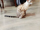 La Ronronnerie, le bar à chats niçois