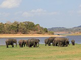 Voir des éléphants au Sri Lanka au mois d’Août