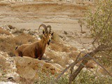Israel en 1 semaine: désert du Néguev et Eilat 2/2